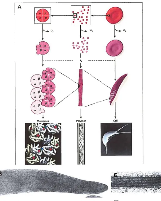 Figure 15: A) Résumé du processus de faciformation39. Lors du passage des globules rouges dans la microcirculation, l’oxygène est relaché de l’oxyhémoglobine (cercles rouges) générant la déoxyhémoglobine (cercles mauves)