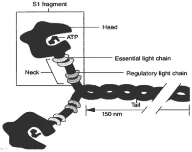 Figure 8: Représentation géométrique de chaîne légère. Leur activation change la configura tion de la tête initialisant la connexion avec l’actine