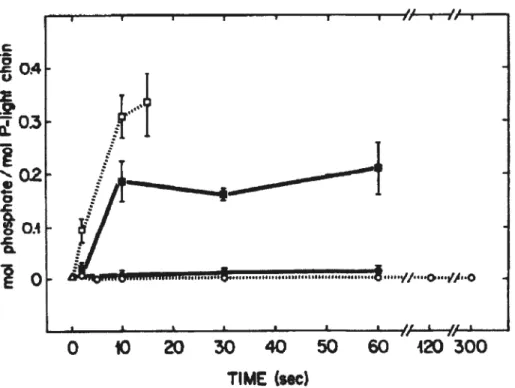 Figure 10: Phosphorylation du muscle soleus en fonction de la fréquence. La fréquence de stimulation du nerf sciatique a été faite à 1 Hz (o), 5 Hz (.), 30 Hz (.) et 100 Hz (o)