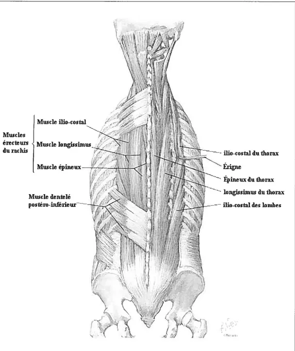 fig. 2.3 : Les muscles érecteurs du rachis (tirée de Netter, 1999, p.1 61).