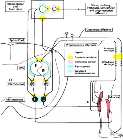 Figure 2: Neuronal organizatïon of the mammalian locomotor system and dynamic sensory integration during stepping
