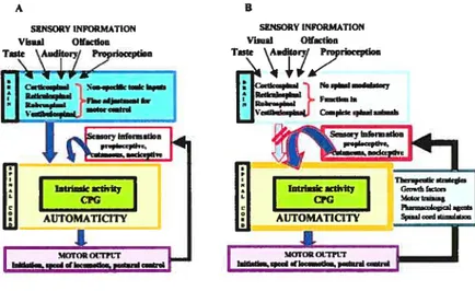 Figure 5: Plasticity of the spinal cord after SCI A) Intact individual: Although the basics of the locomotor pattern and sensory processing are automatic to a certain extent (yellow), several inputs originating from supraspinal (blue) and sensory afferents