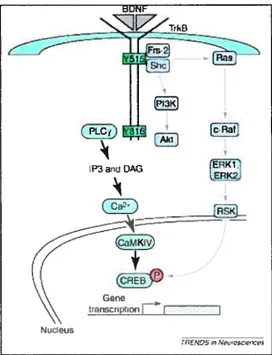 Figure 7: Schematic diagram of BDNF-activated pathway via Trk receptor.