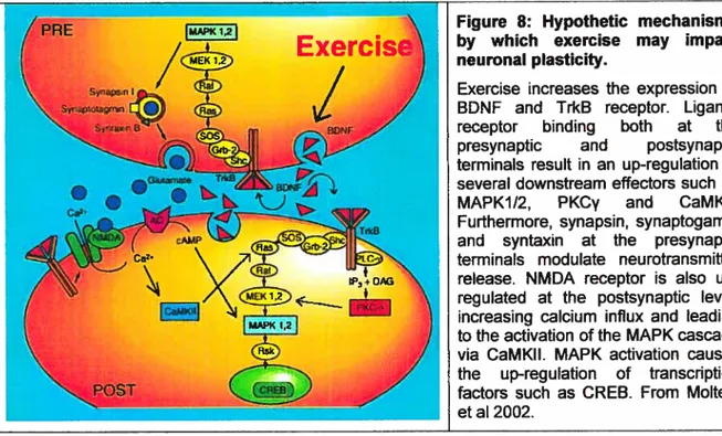 Figure 8: Hypothetïc mechanisms by which exercise may impact neuronal plasticity.