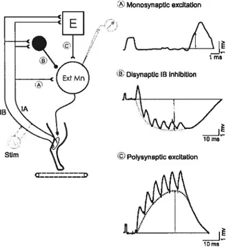 Figure 1. Spinal proprioceptive pathways under study. A schematic representation of three sensory pathways transmitting inputs from muscle group I afferents to extensor motoneurons (ExtMn) s shown to the Ieft: the monosynaptic (stretch reflex) pathway (from group la afferents originating in muscle spindles cf extensors), the disynaptic inhibitory pathway (from group lb afferents cf extensors originating in Golgi tendon organs plus some group la fibers), and the polysynaptic excitatory pathway