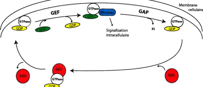Figure 2. Cycle de régulation des GlPases.