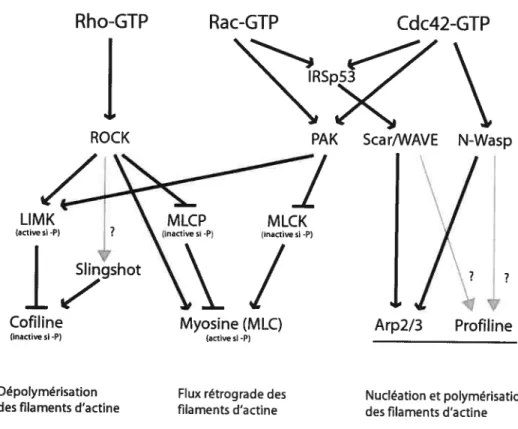 Figure 4. Régulation de l’actine par les Rho GTPases.