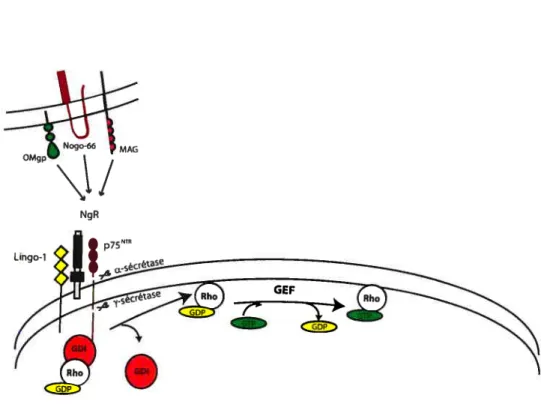 figure 5. Liaison 75NTR et RhoGDI.