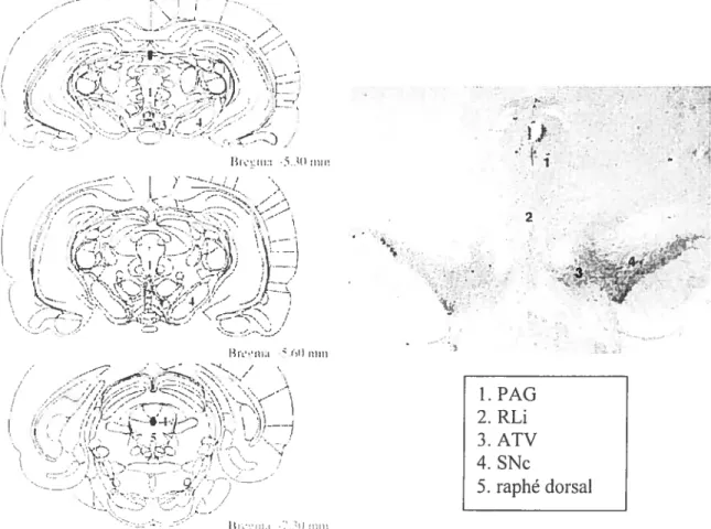 figure 3. Principaux noyaux mésencéphaliques contenant des neurones dopaminergiques. Colonne de gauche: dessins de coupes transverses du cerveau de rat incluant mésencéphale (à partir dc l’atlas Paxinos and Watson