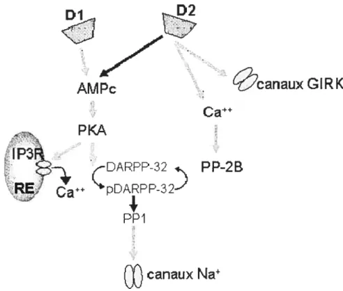 Figure 4. Schéma des voies de signalisation des récepteurs dopaminergiques Dl et D2. Abréviations : RE réticulum endoplasmique; IP3R récepteur de l’1P3, PP protéine phophatase.