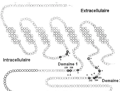 figure 5. Schéma représentant la séquence d’acides aminés du récepteur D2L chez le rat.