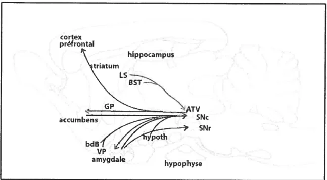 figure 7. Représentation schématique des voies neurotensinergiques impliquant les neurones doparninergiques du mésencéphale