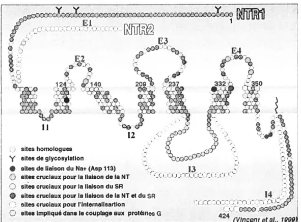 Figure 8. Représentation schématique des récepteurs rNTSI et rnNTS2 (Vincent et al., 1999).