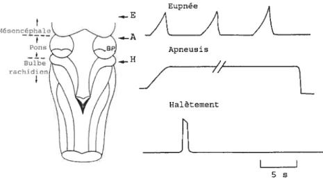 Figure 2 : Patrons respiratoires observés après diverses lésions du tronc cérébral. L’eupnée est encore enregistrée suite à une lésion effectuée au niveau rostral du mésencéphale (Niveau E)