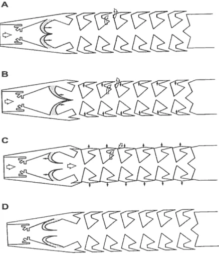 Figure 5 : Représentation schématique des différentes étapes de la respiration chez la larve