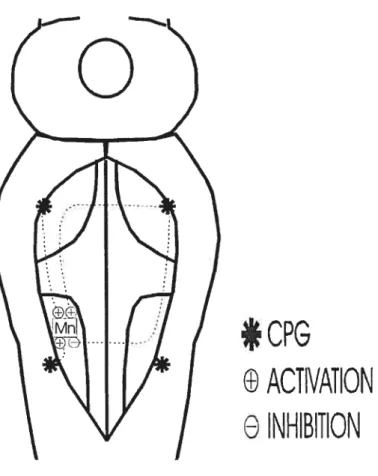 Figure 8 : Représentation schématique du modèle du double générateur. Les motoneurones respiratoires seraient excités par des afférences ipsilatérales en provenance d’un GCP respiratoire pontique et bulbaire