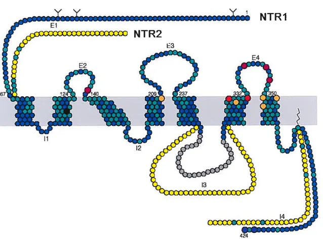 Figure 1 : Récepteurs neurotensinergiques NTR1 (bleu et vert) et NTR2 (bleu, vert et jaune) du rat