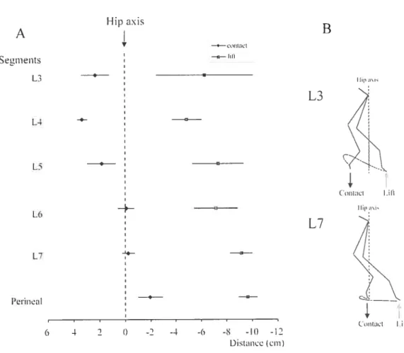 Figure 4A displays the excursion of the hindlimb during locomotion induced by stimulation at different Jeveis and with perineai stimulation