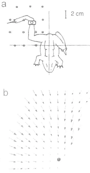 Figure 8. (‘hanîps de force évoqués par Ici ,,iicrostiniutation des régions interneuronales