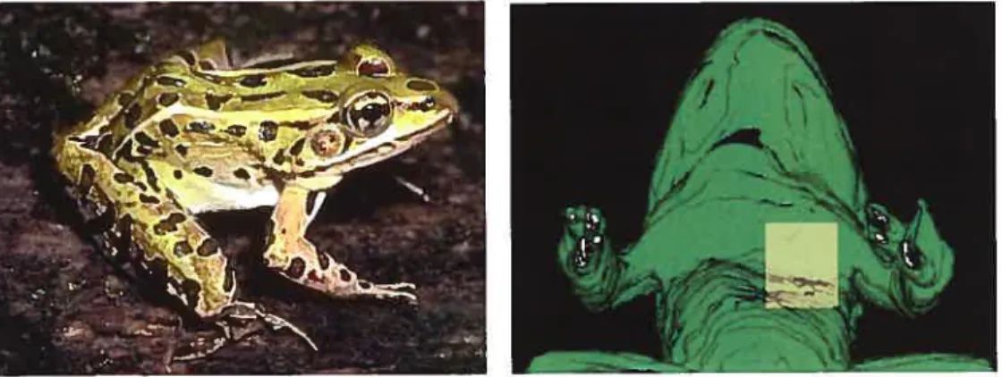 Figure 1. La grenouille Rafla pipiens et le muscle cutaneuspectoris.