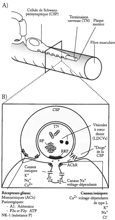 figure 2. Lajonction neuromusculaire de grenouille 