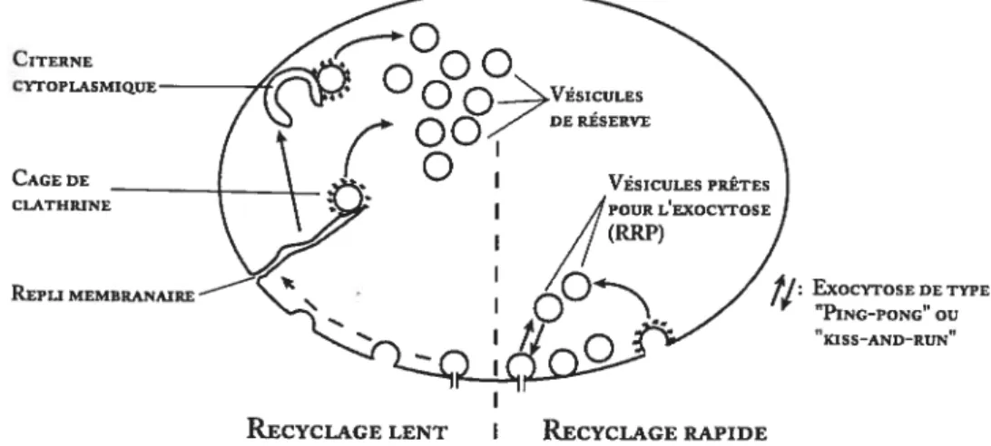 Figure 5. Mécanismes d’endocytose et de recyclage des vésicules synaptiques. Représentation schématique des mécanismes de recyclage des vésicules synaptiques