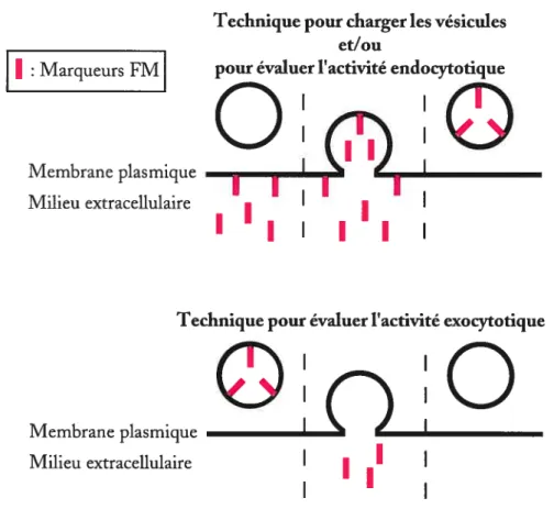Figure 6. Illustration des méthodes afin d’utiliser les marqueurs FM pour évaluer l’activité vésiculaire.