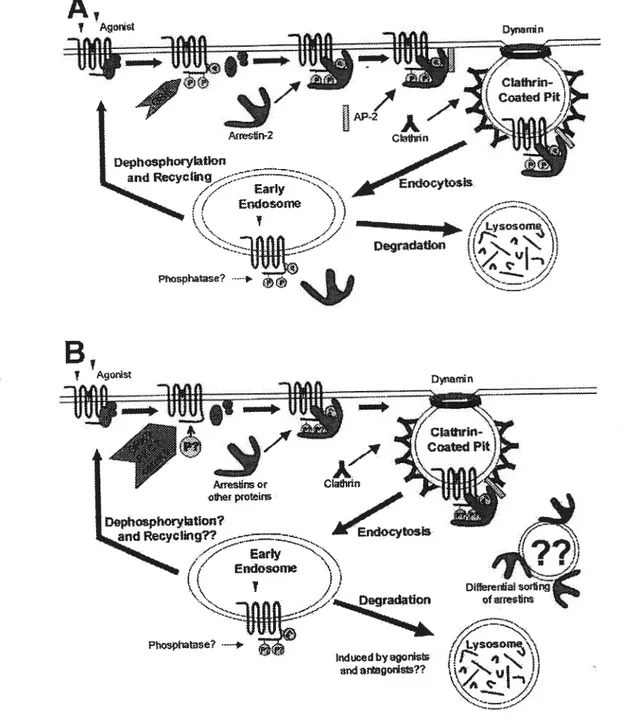 Figure 4. Modèle actuel du mécanisme moléculaire de la régulation des RCPG. A) Modèle prototype du récepteur b2 adrénergique