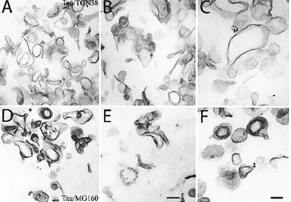 Figure 3 79 -t t nb E é TauiMGi6O ‘ •• r 9’