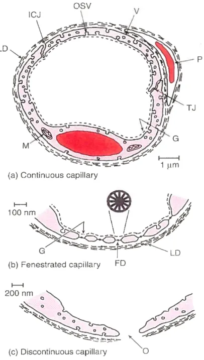 Figure 10: Différents types de capillaires. FD, Diaphragme fenêtré, G, Glycocalyx, ICi, Jonction intercellulaire, LD, Lamina Densa, M, Mitochondrie, O, fente ouverte (Open gap), OSV, Caveola, P, Pericyte, Ti, Jonction étroite (tight junction), V, vésicule119