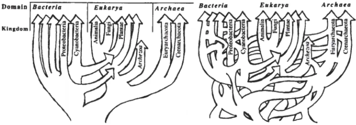 Figure 1.2 — WF Doolittle l’arbre ou le buisson de la vie? (Doolittle, 1999)