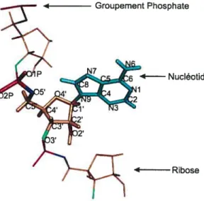 Figure 3 Structure de l’adénosine L’unité fondamentale de l’ARN, le nucléotide, est