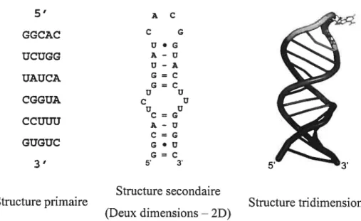 Figure 6 Les trois niveaux d’organisation de la structure de l’ARN.