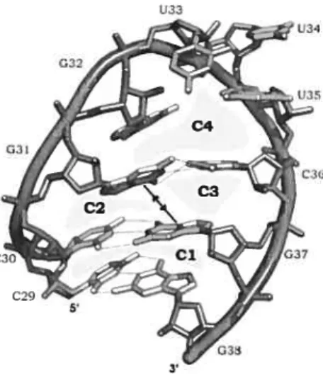 Figure 13 Des cycles dans un fragment de la sous-unité ARN de la Ribonucléase P bactérienne