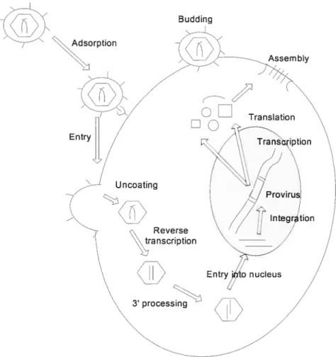 fIGURE 1.1. Overview of the retroviral life cycle. Attachment of the viral envelope surface protein to specific receptors on the surface of a host cell resuits in fusion and release of the viral core into the host cell cytoplasm