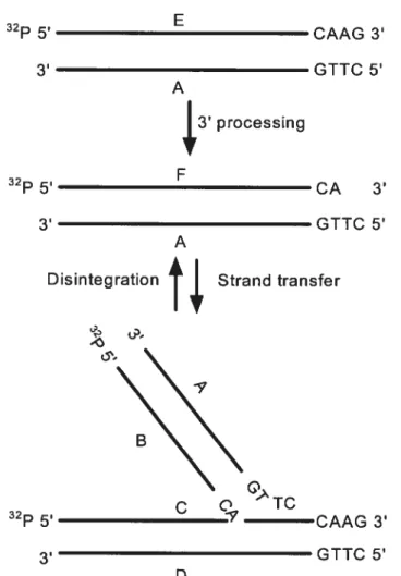 FIGURE 1.2. Schematic representation of the 32P-labelled substrates and products of in