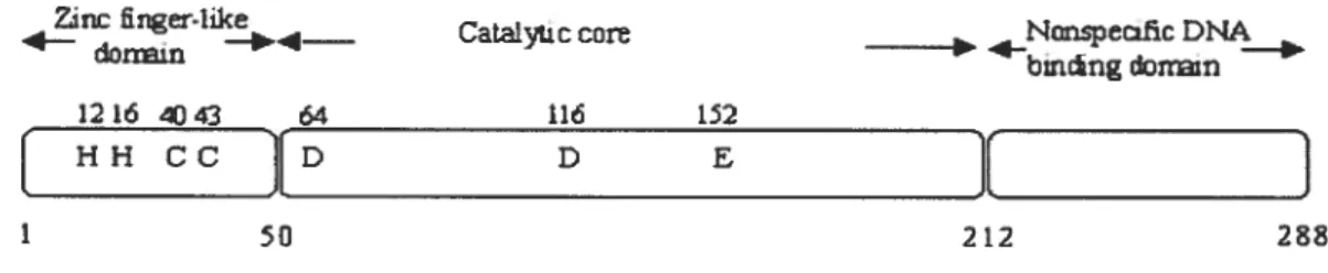FIGURE 1.3. A schematic model ofHIV-1 IN. It shows the tbree independently folding domains: the N-terminal domain, the catalytic core and the C-terminal domain
