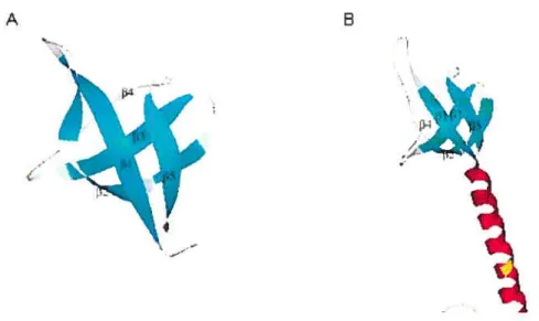 FIGURE 1.6. Ribbon drawings of C-terminal domain structures shown in monomeric form. Coordinates from PDB file 1MV determined by NMR was used to generate (A)