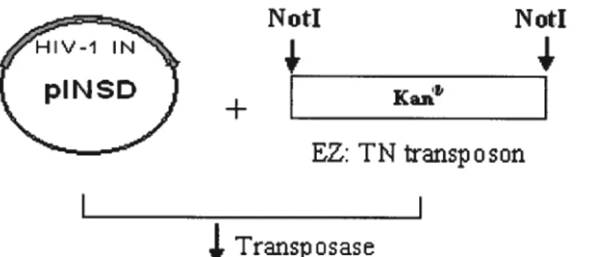 FIGURE 2.1. Generation of the HIV-1 insertional library. The three steps required to generate the insertional library within the construct are outlined