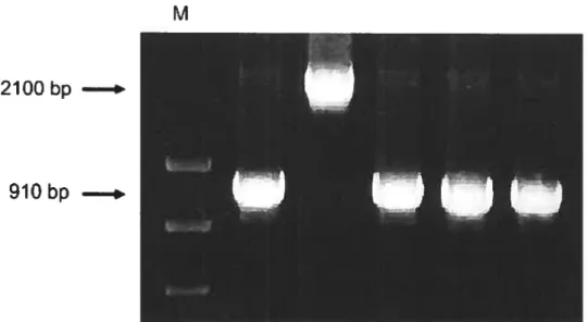 FIGURE 2.2. PCR products in the clones with insertion and without insertion within the