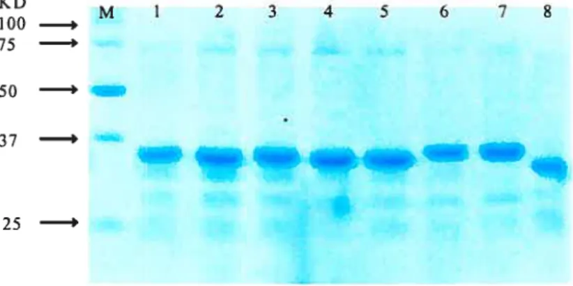 FIGURE 2.3. Purification of wild type HW-1 iN and insertion mutant INs as observed by 4—12% SDS-PAGE