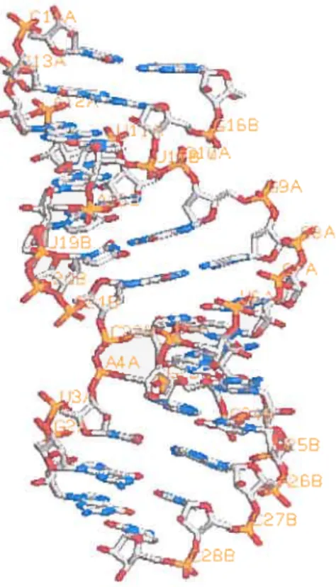 Figure 2: Double hélice d’ARN tel que nous pouvons l’observer dans le fichier PDB 433D, décrivant une molécule d’ARN double-brin