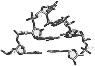 Figure 9: Instance d’un motif tetraloop, provenant d’une structure de la large sous-unité de l’organisme Haloarcula Marismortui, plus exactement de la chaîne O, entre les résidus 576 et 581 inclusivement, de la structure PDB 1JJ2