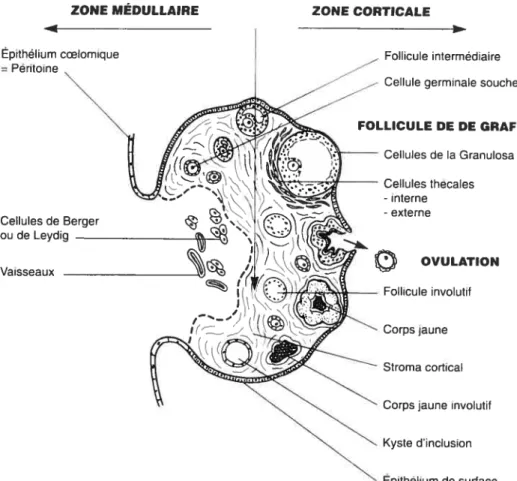 Figure 2 Histologie de l’ovaire normal humain (tirée dc [15])