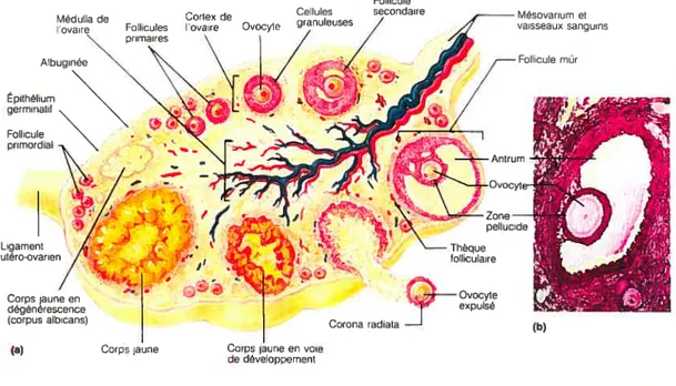 Figure 3 Stucture de l’ovaire normal montrant les divers stades de la maturation des follicules (tirée de [211)