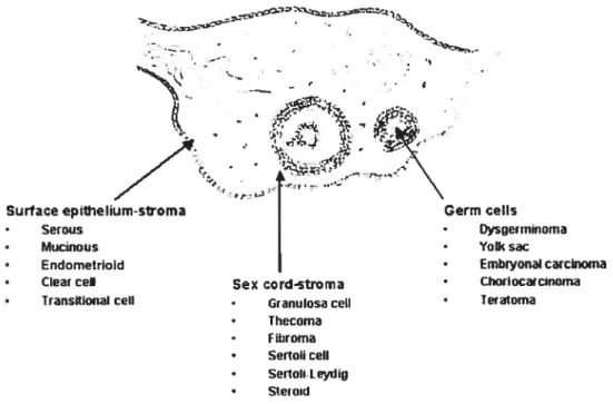 Figure 5 Représentation des différents types cellulaires desquels dérivent les trois grandes classes de tumeurs ovairennes (tirée de [14])