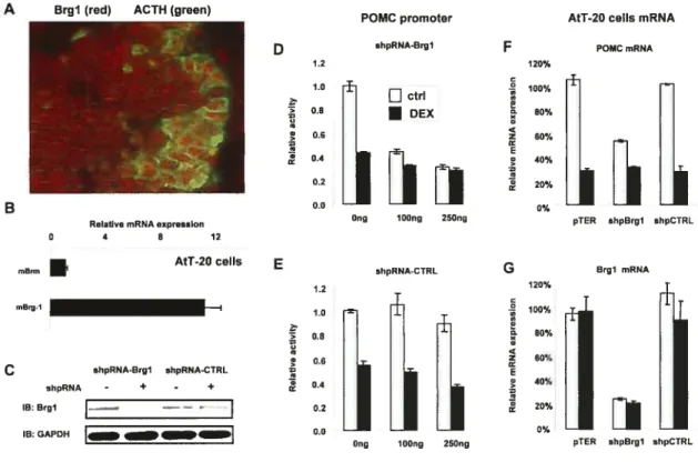 Figure 2.2. Brgl is required repression by GR.