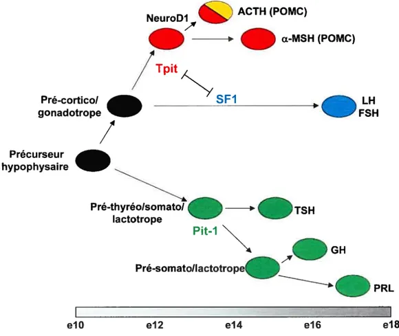 Figure 1.5. Le modèle binaire de différenciation hypophysaire