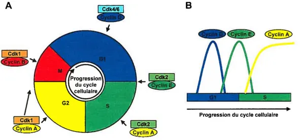 Figure 1.6. Le contrôle du cycle cellulaire