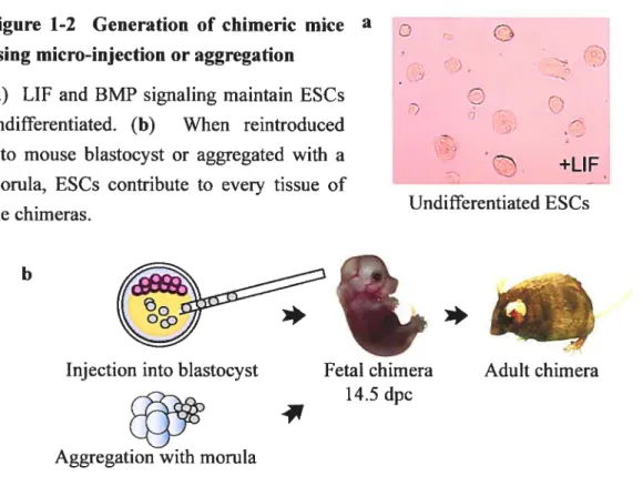 Figure 1-2 Ceneration of chimeric mice a using micro-injection or aggregation